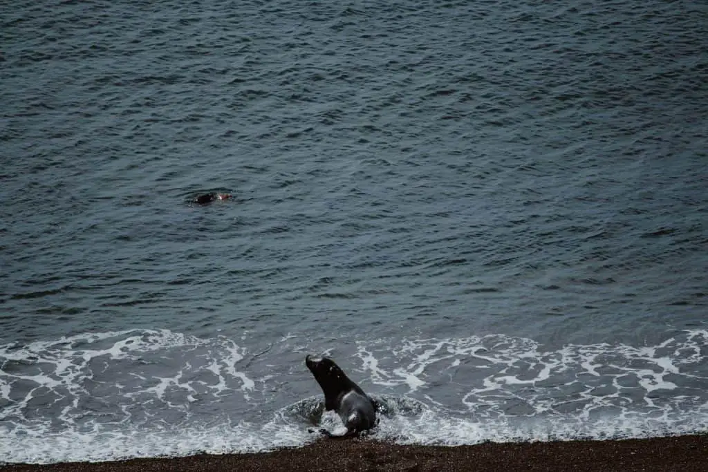 Sea lions playing on the shore at punta Norte on Peninsula Valdes