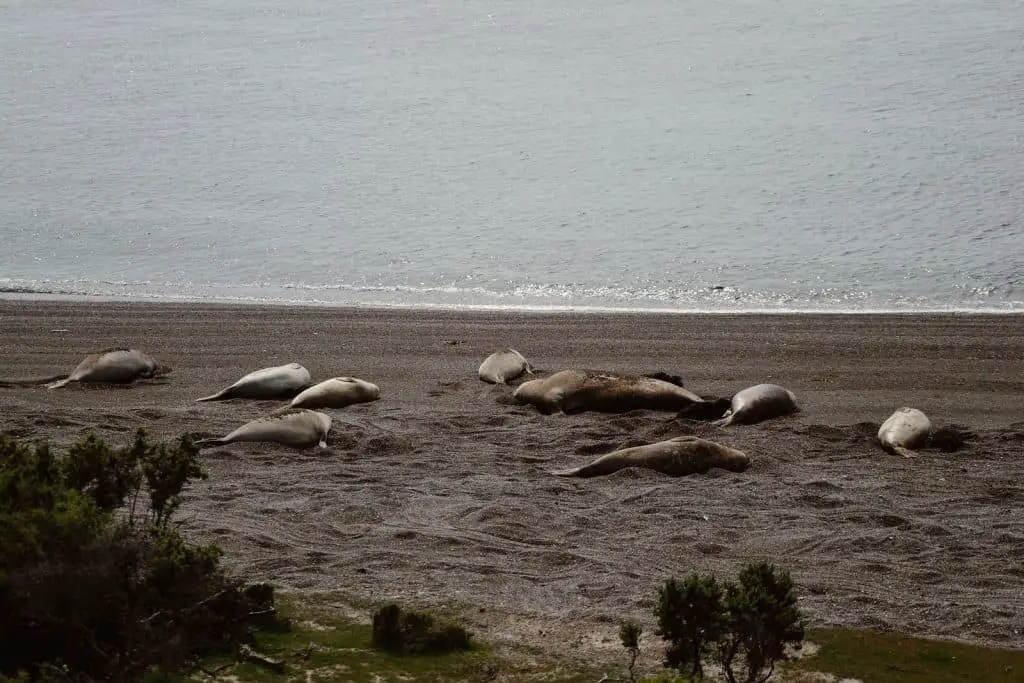 Elephant seal colony lying on the beach in Peninsula Valdes
