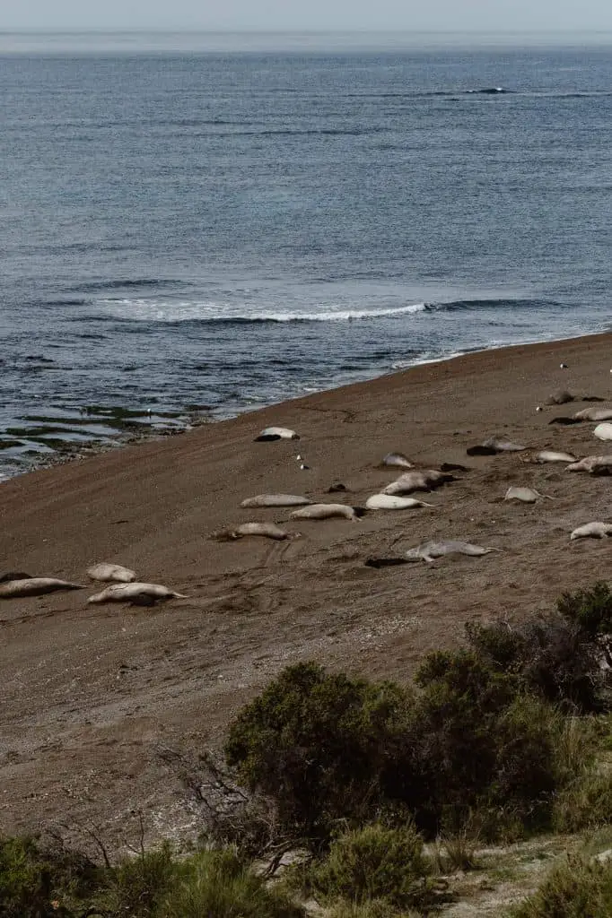 colony of elephant seals in Argentina