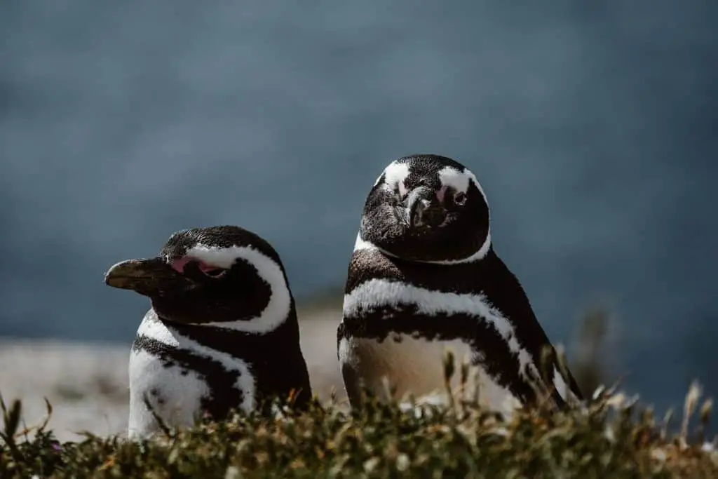 Two Magellanic penguins on Peninsula Valdes in Patagonia