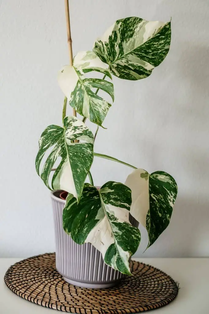Variegated monstera house plant
