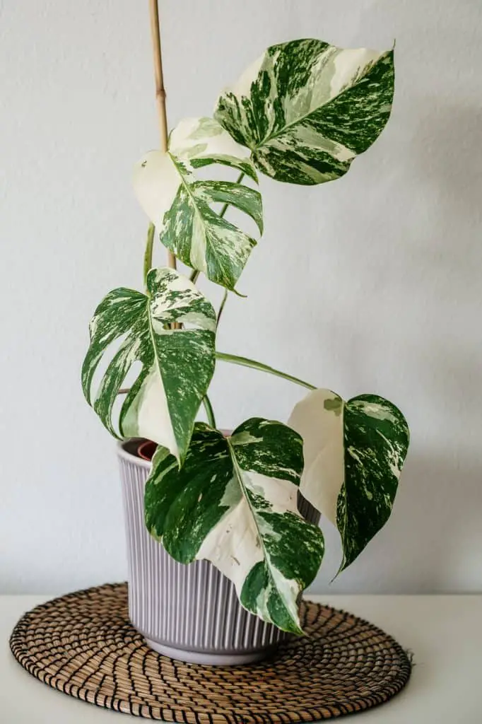 Variegated Monstera: Caring for the Elusive (and Expensive!) Monstera  Deliciosa Variegata – Garden Betty