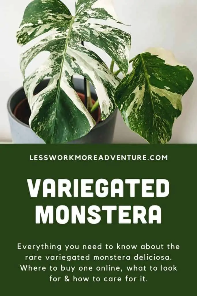 guide on variegated monstera pin