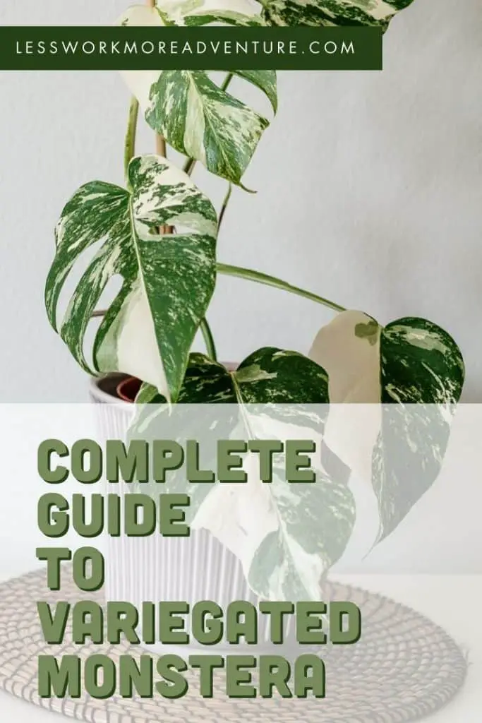 guide to variegated monstera