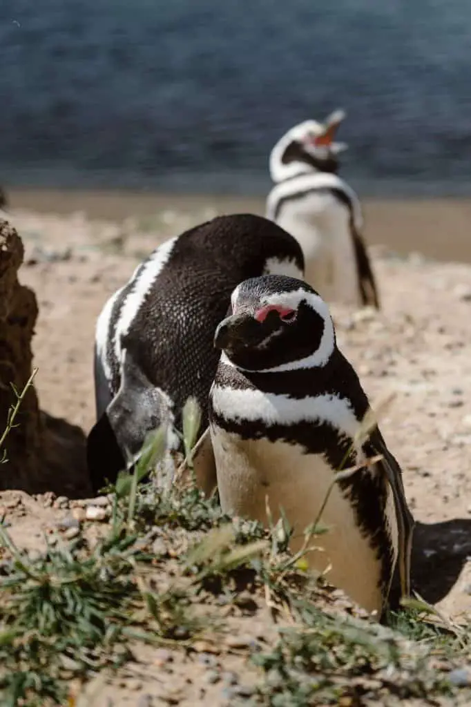 Penguins of Peninsula Valdes