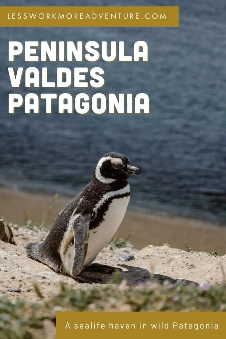 Guide to Visiting Peninsula Valdes