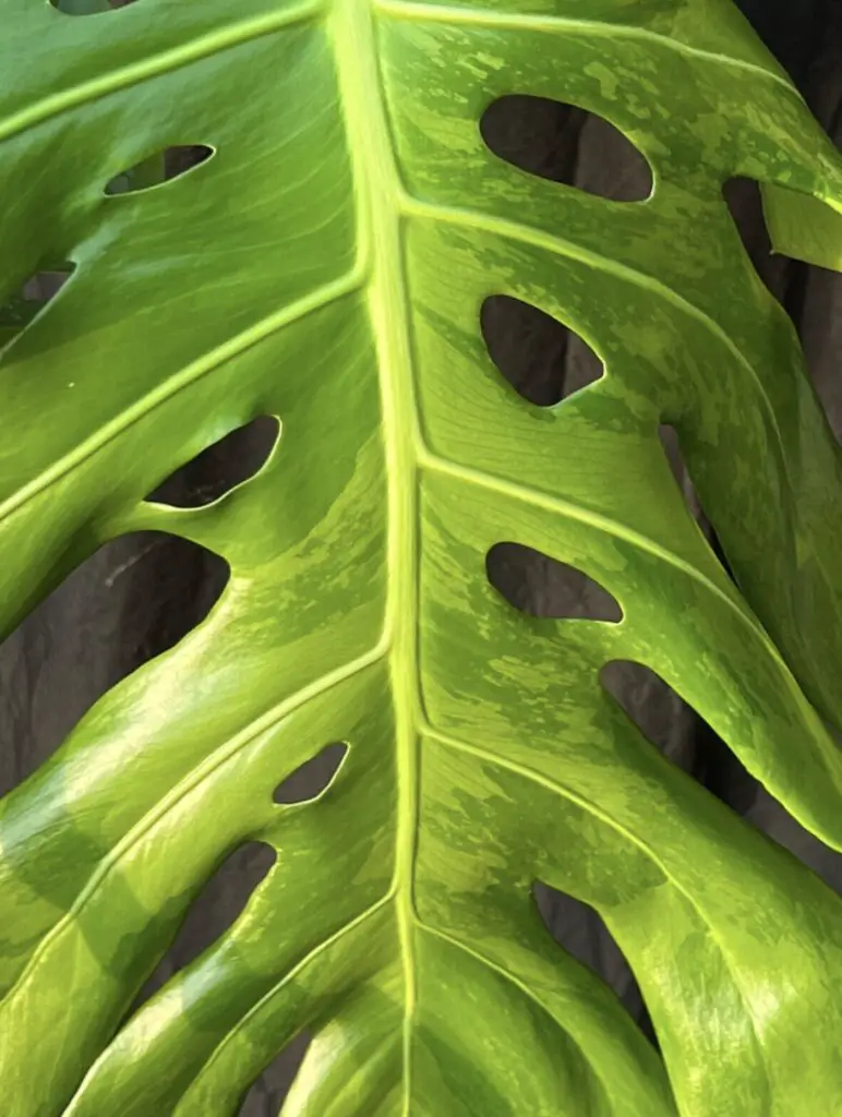 Monstera leaf green on green variegation