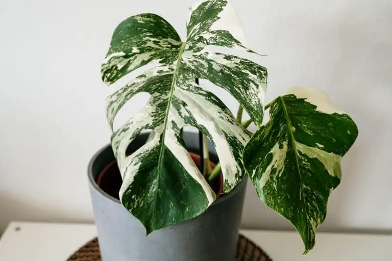 Guide to Variegated Monstera