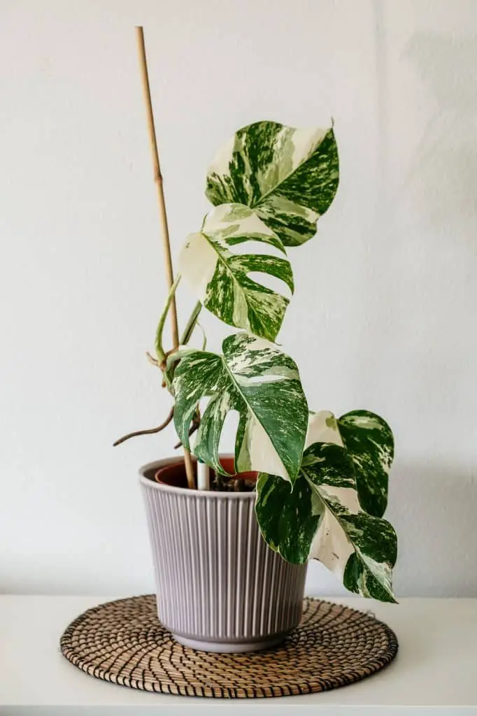 variegated monstera from Etsy