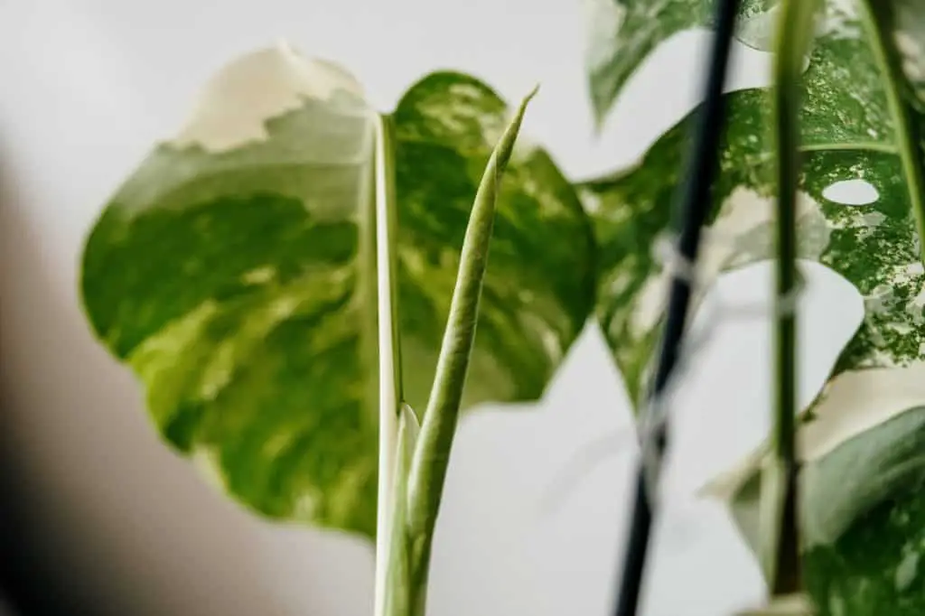 New leaf growth on variegated monstera cutting
