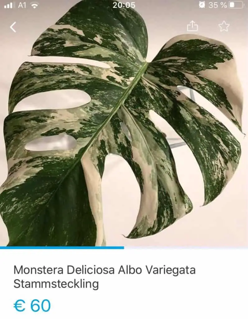 variegated monstera leaf cutting for sale