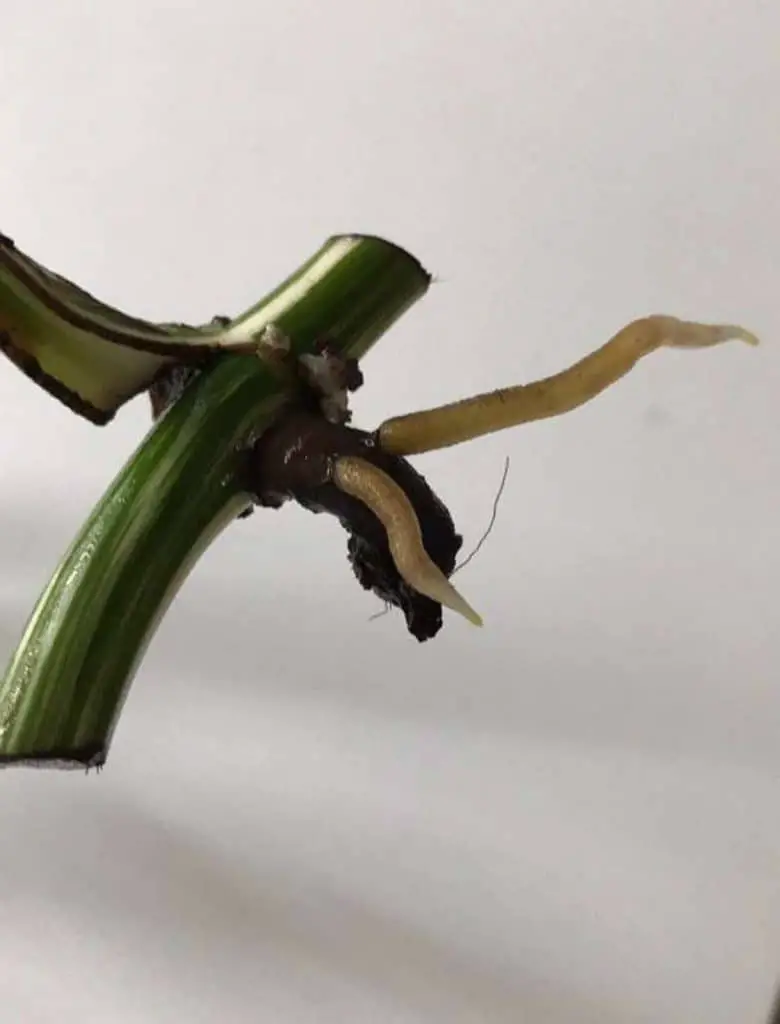 variegated monstera rooted cutting