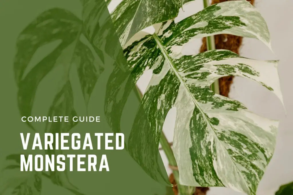 guide to variegated monstera deliciosa