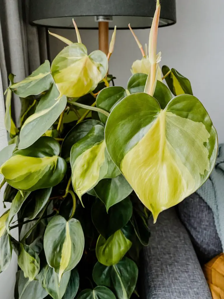 Philodendron brasil houseplant with yellow variagation on the leaves