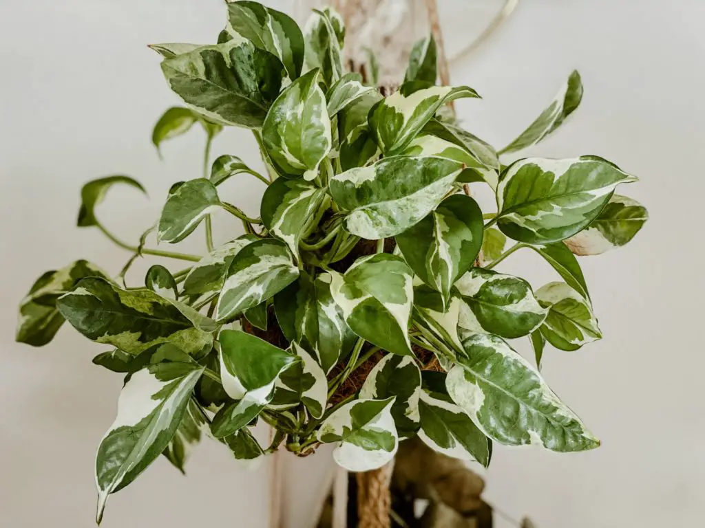 Pothos N'Joy - A cheap variegated hanging houseplant with white and green leaves