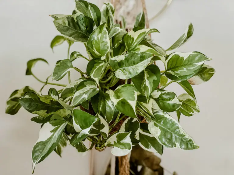 10 Variegated Houseplants on a Budget