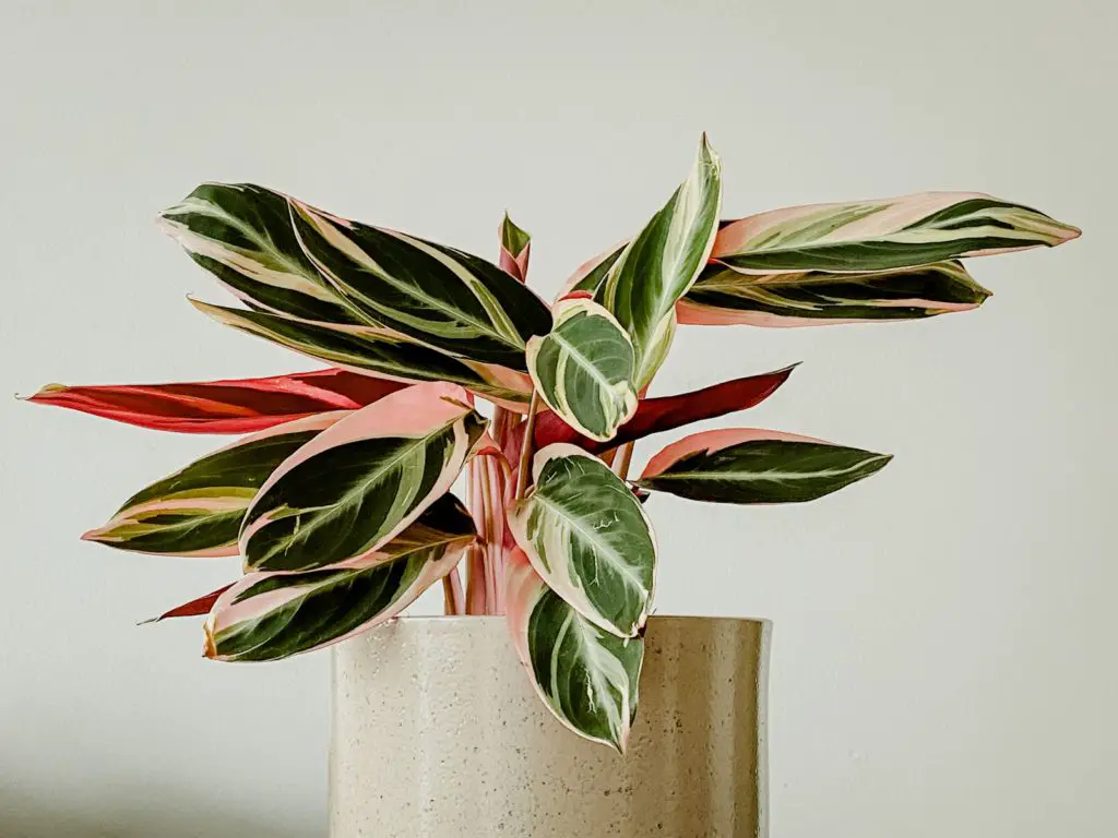 Calathea triostar with pink, green and white variegated leaves
