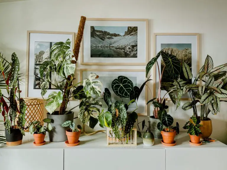 Gifts For Plant Lovers