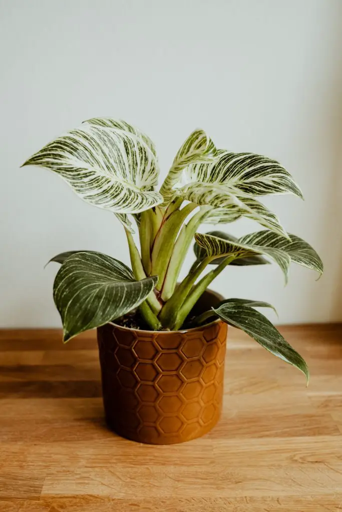 variegated houseplants