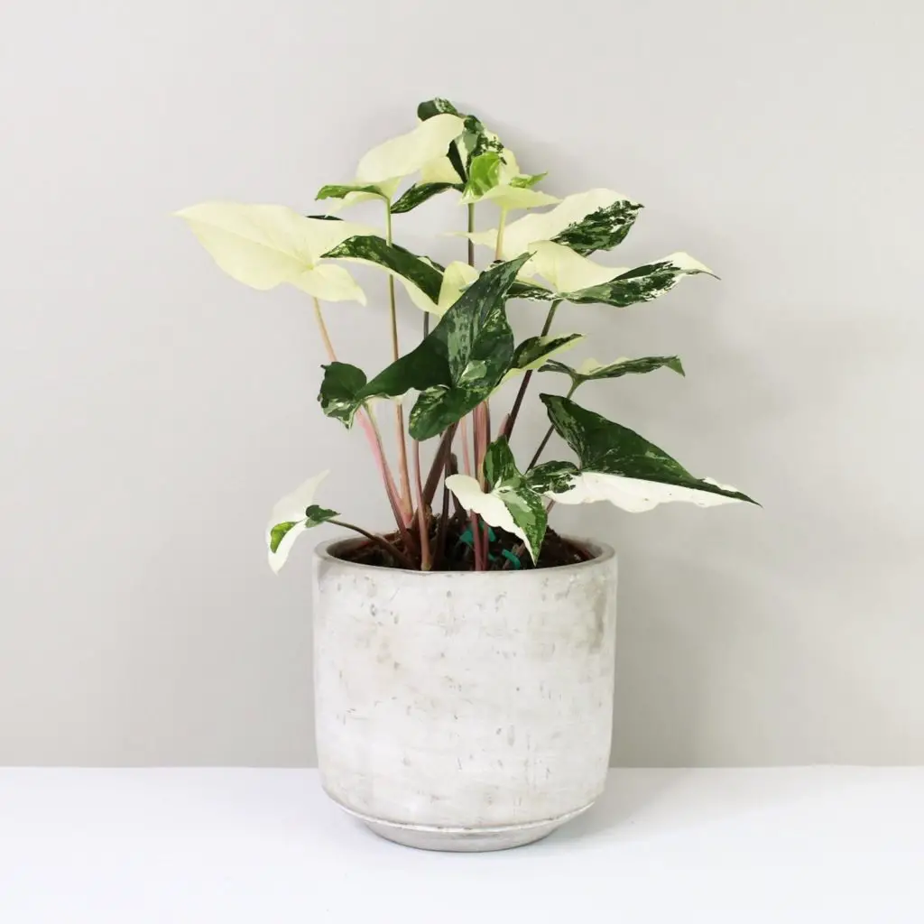 Photo of variegated syngonium albo houseplant