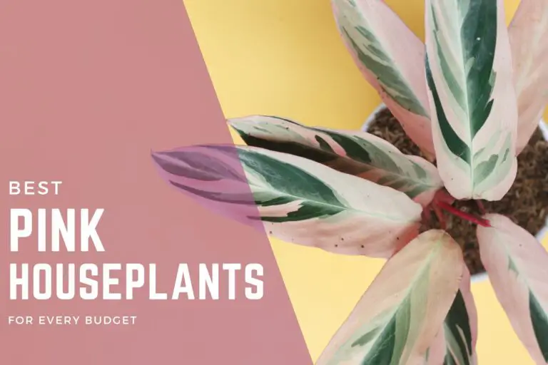 9 Pink Houseplants For Every Budget