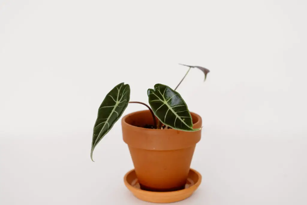 Small houseplant in a sustainable terracotta pot