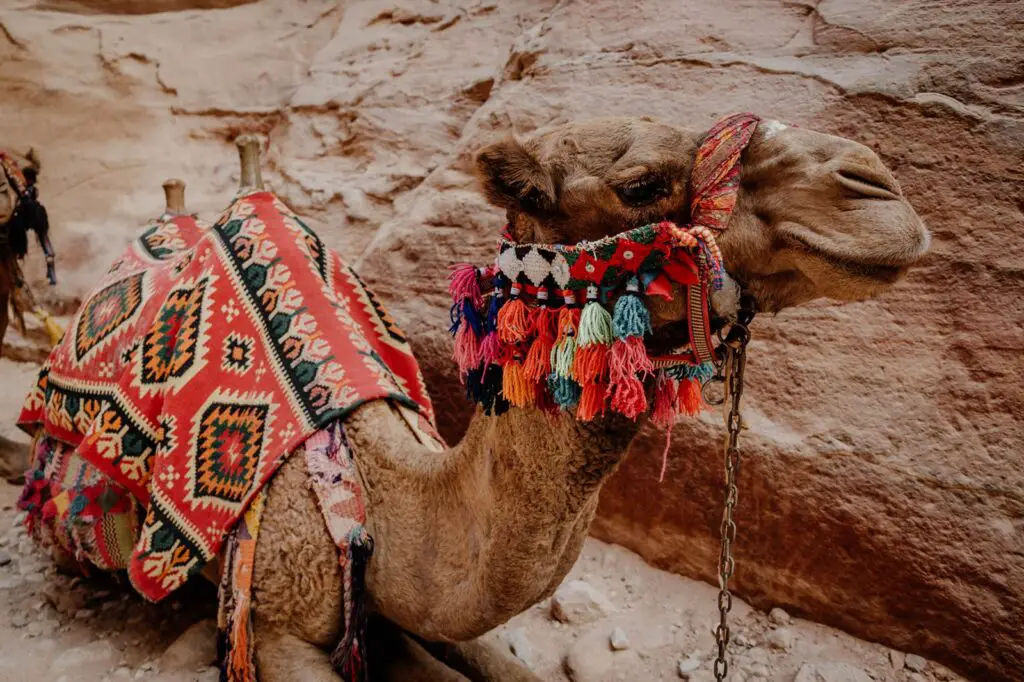 A camel in Petra