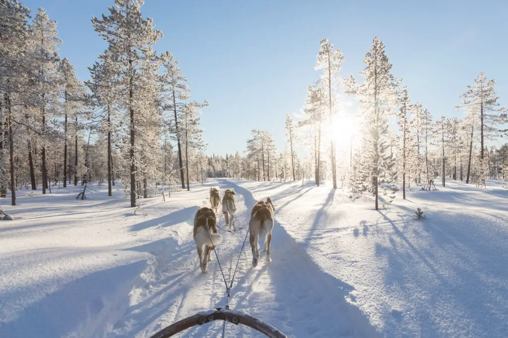 husky sledding in Finland