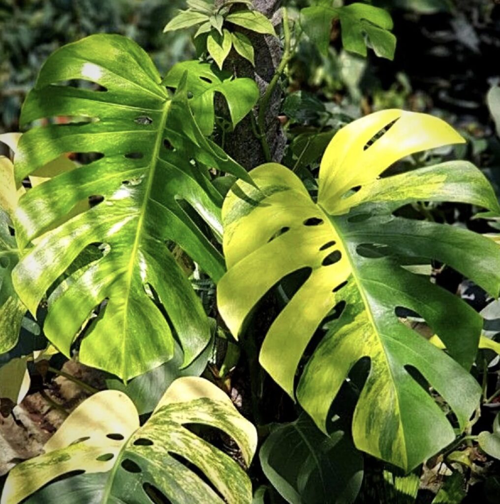 Monstera deliciosa less variegata aurea