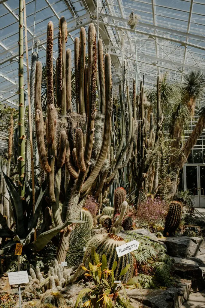 Large cactus house at Munich botanical garden