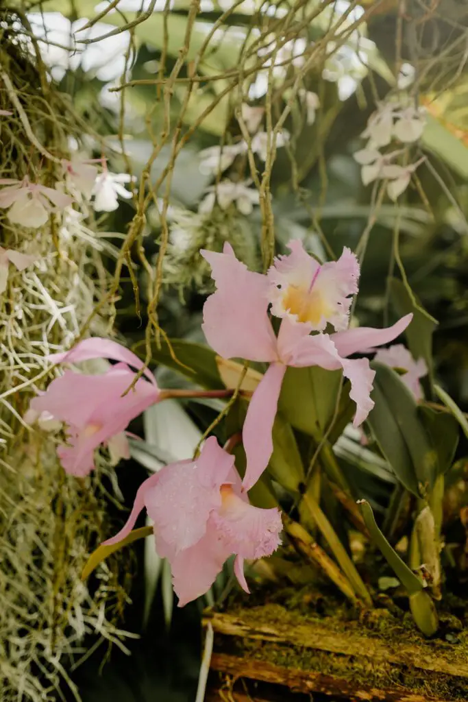 Rare orchids at Munich botanical gardens