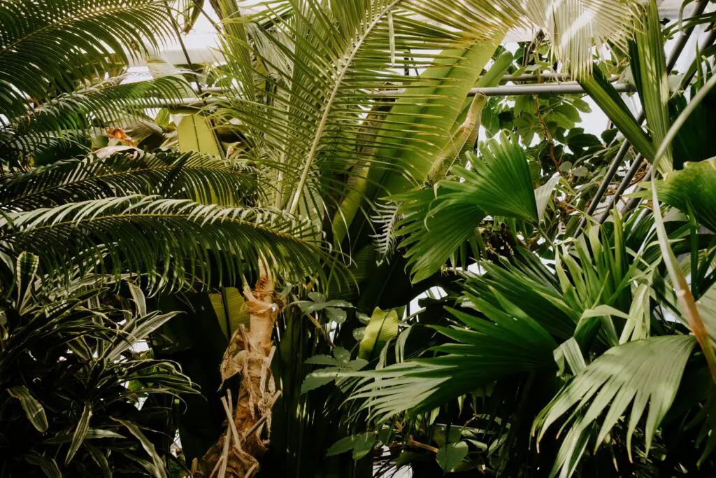 Tropical Greenhouses To Visit In Innsbruck