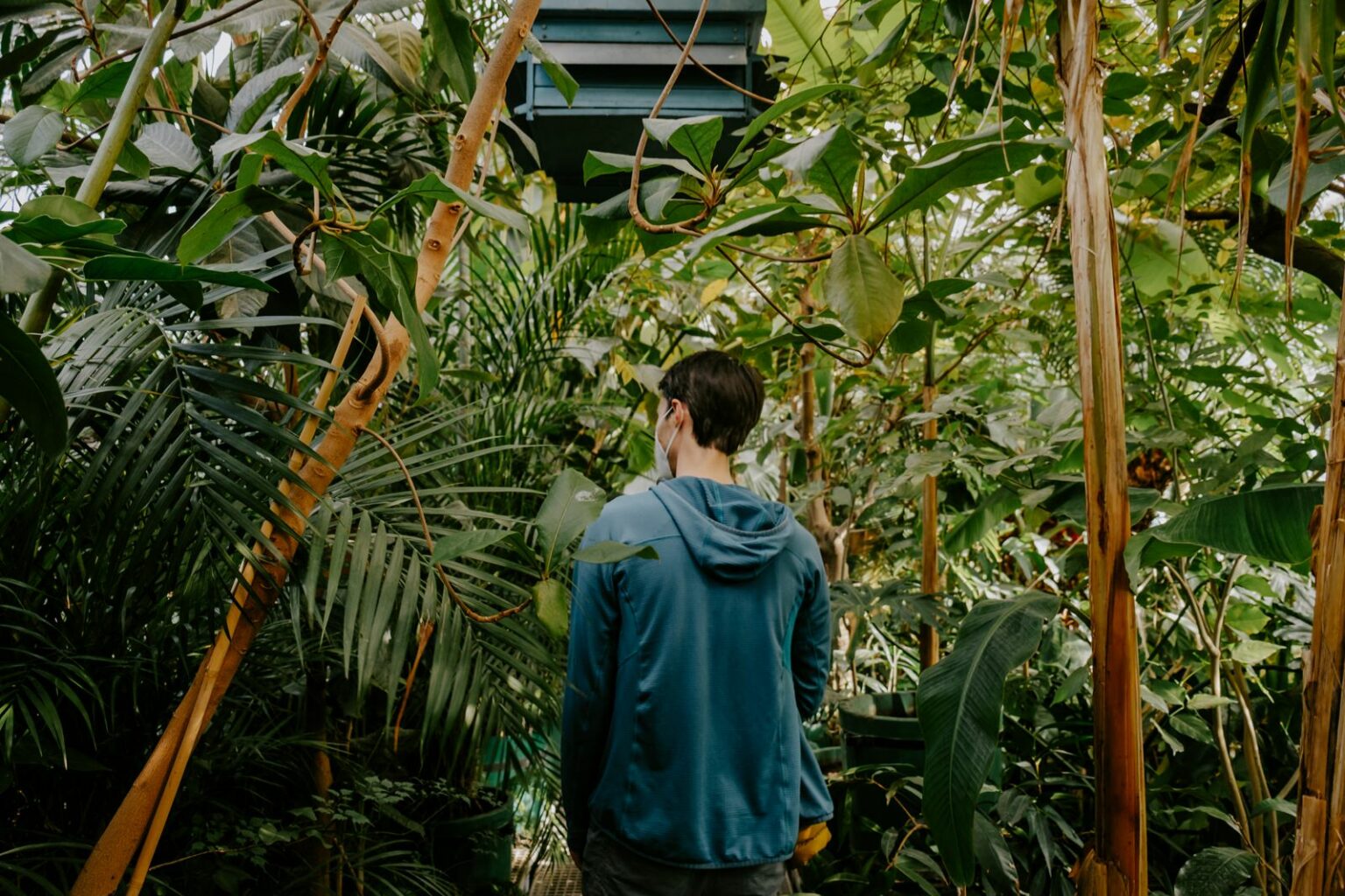 Tropical Greenhouses To Visit In Innsbruck