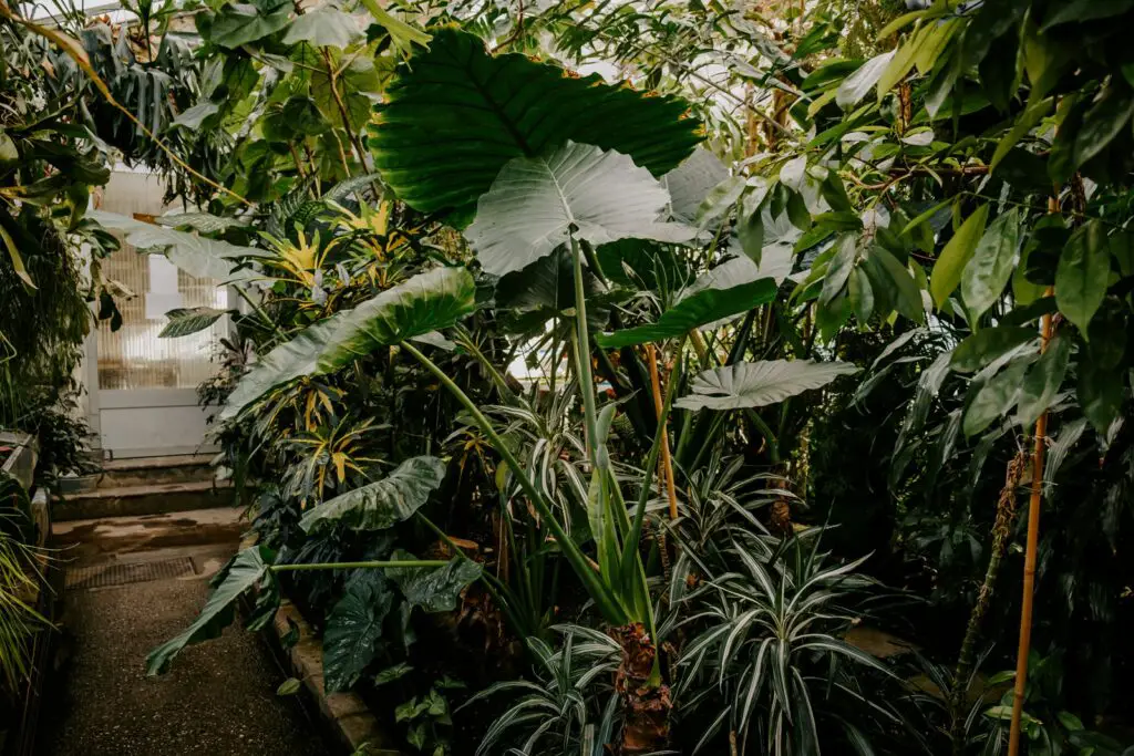 Palm house at the Hofgarten in Innsbruck