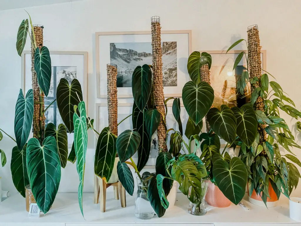 An image of a sideboard with a number of large houseplants side by side