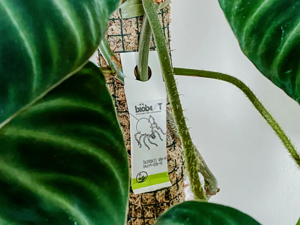A photo of a bag of predatory mites hanging in a houseplant for sustainable biological pest control