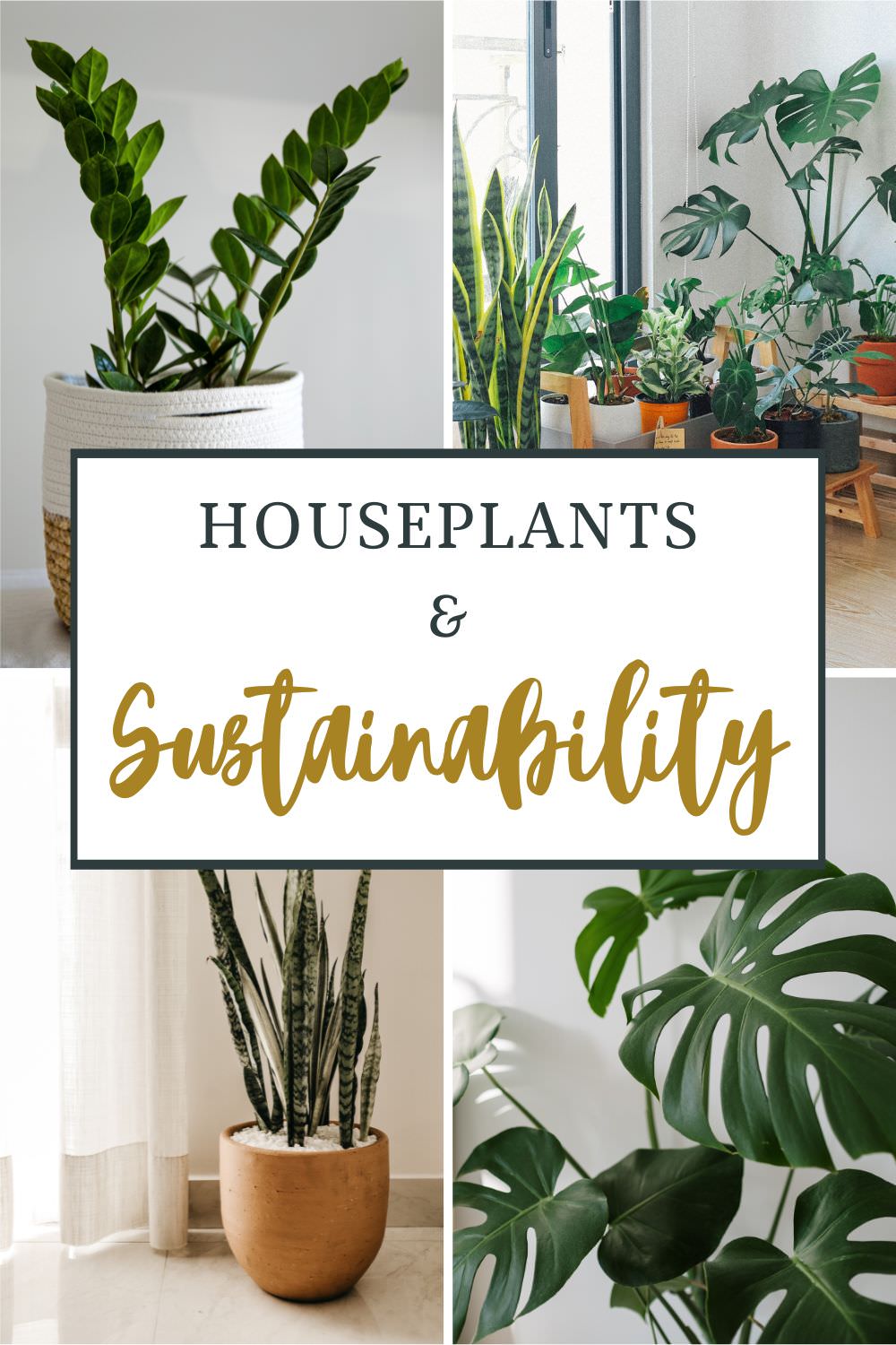 How Sustainable Are Houseplants? Greener Tips & Alternatives