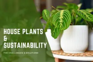 how sustainable are houseplants?