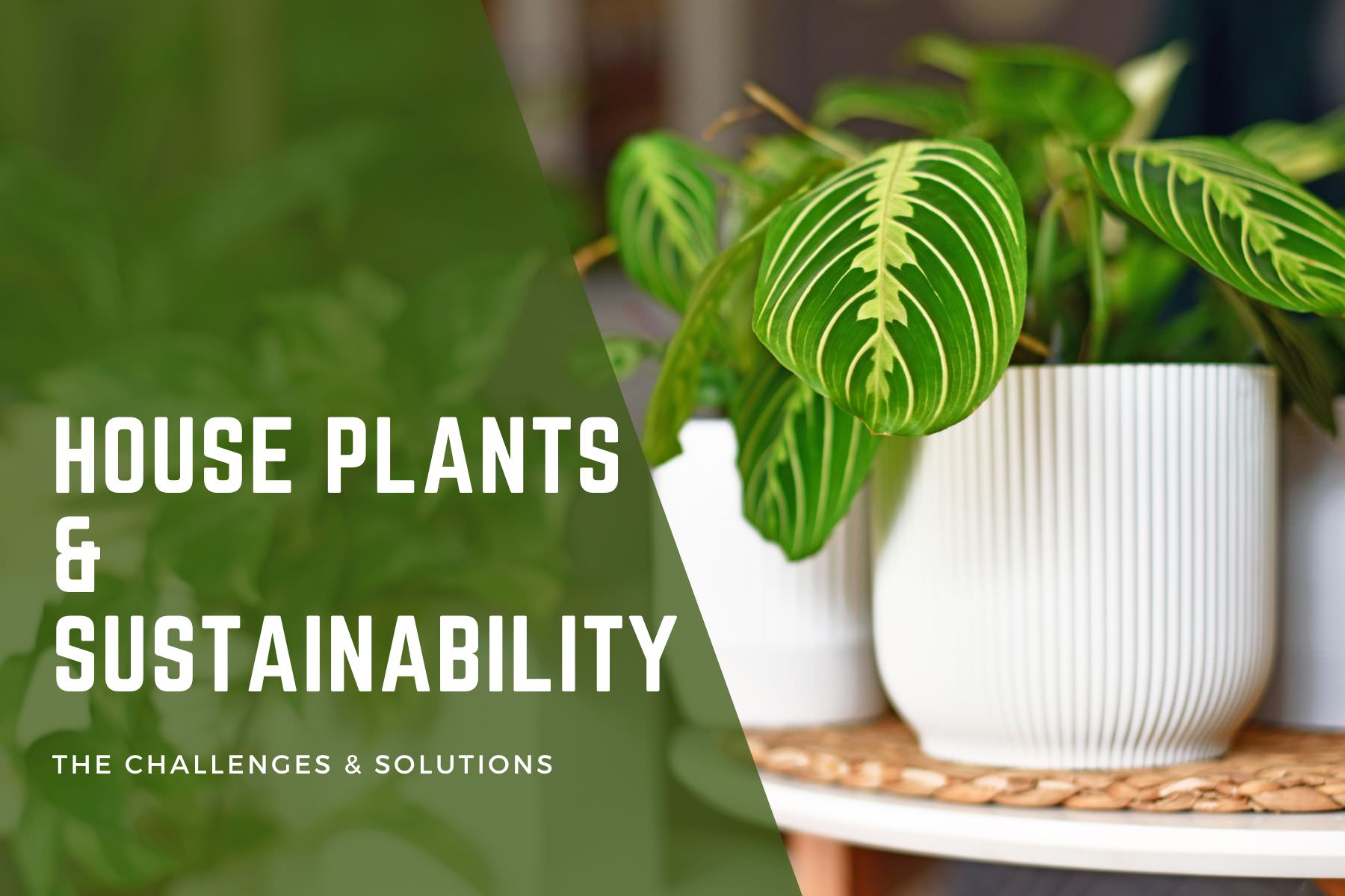 how sustainable are houseplants?